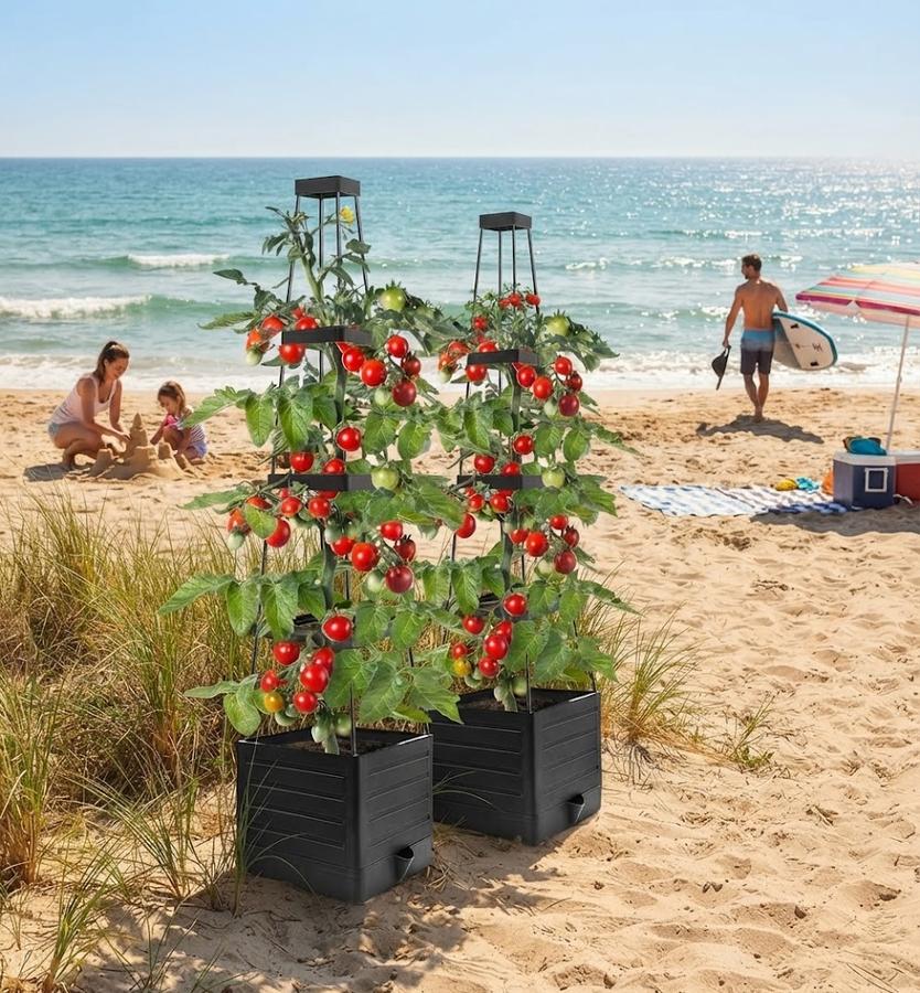 Tomato planter climbing a 57 inch trellis